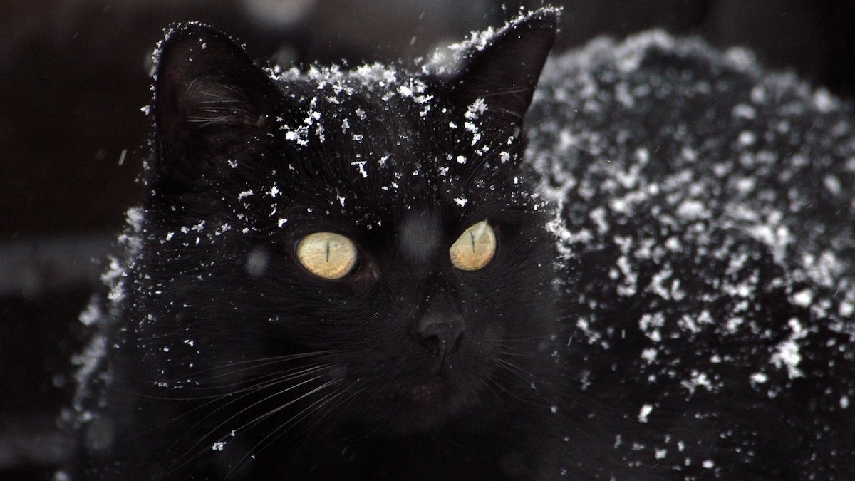 black cat in snow