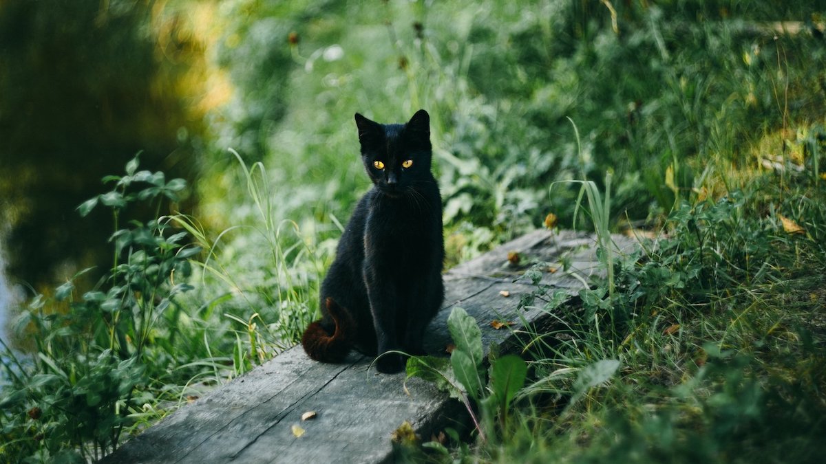 black cat staring contentedly