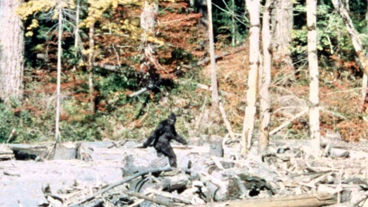 The Patterson-Gimlin Sasquatch